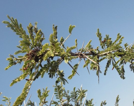 Vachellia gerrardii subsp. gerrardii leaves and thorns