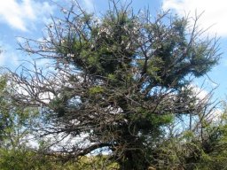 Vachellia