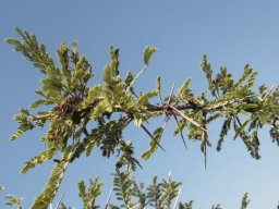 Vachellia gerrardii subsp. gerrardii leaves and thorns