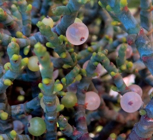 Viscum capense ripe berries