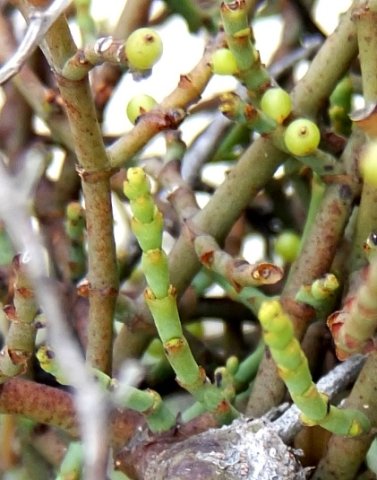 Viscum continuum younger stems