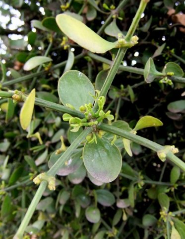 Viscum obscurum stem node developments