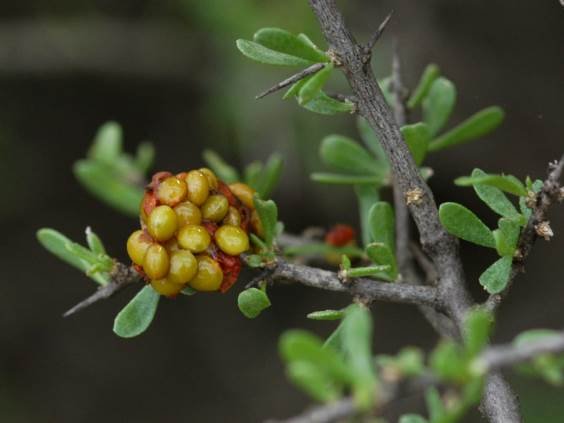 Viscum rotundifolium offloaded seeds