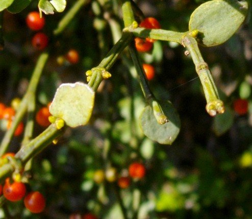 Viscum rotundifolium hexangular young stems