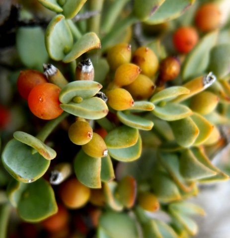 Viscum rotundifolium young fruit