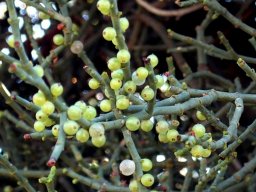 Viscum capense berries