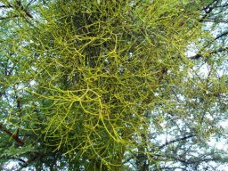 Viscum combreticola