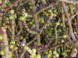 Viscum continuum older stems