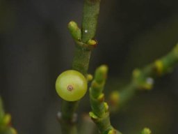 Viscum hoolei fruit and negligible leaves