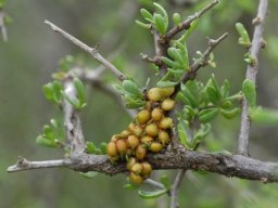 Viscum rotundifolium seeds sprouting