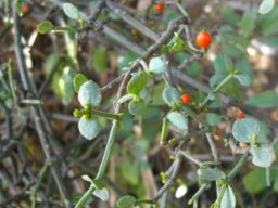 Viscum rotundifolium leaves