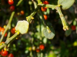 Viscum rotundifolium hexangular young stems