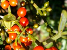Viscum rotundifolium fruit