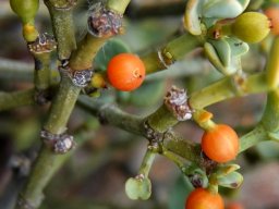 Viscum rotundifolium old rounded stems