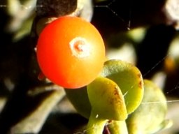 Viscum rotundifolium up close