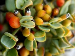 Viscum rotundifolium young fruit
