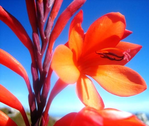 Watsonia pillansii flower