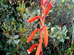 Watsonia aletroides floral bracts