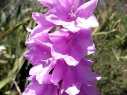 Watsonia marginata inflorescence