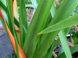 Watsonia tabularis