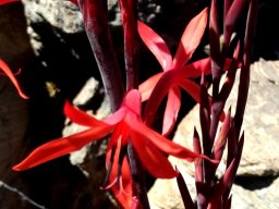 Watsonia vanderspuyae flowers
