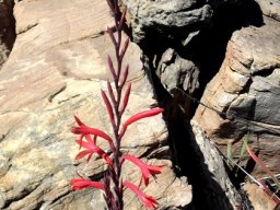 Watsonia vanderspuyae inflorescence