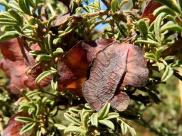 Wiborgia