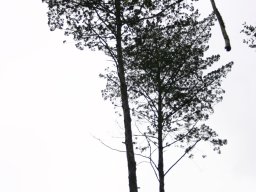 Widdringtonia