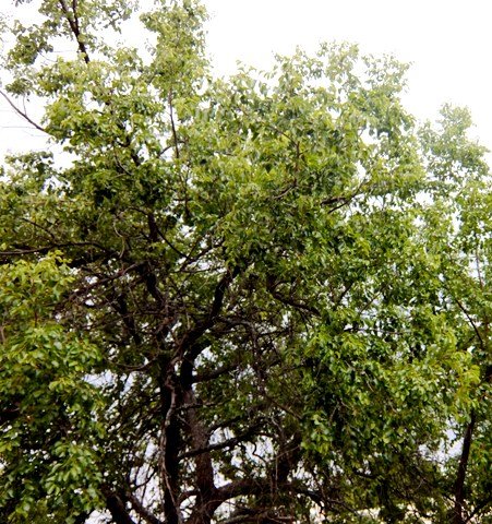 Ziziphus mucronata subsp. mucronata canopy