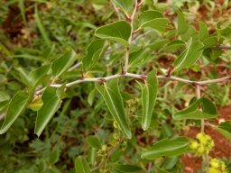 Ziziphus mucronata subsp. mucronata colourful spines