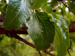 Ziziphus mucronata subsp. mucronata leaves