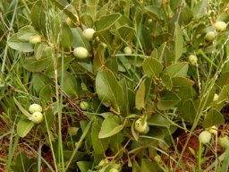 Ziziphus zeyheriana
