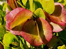 Zygophyllum
