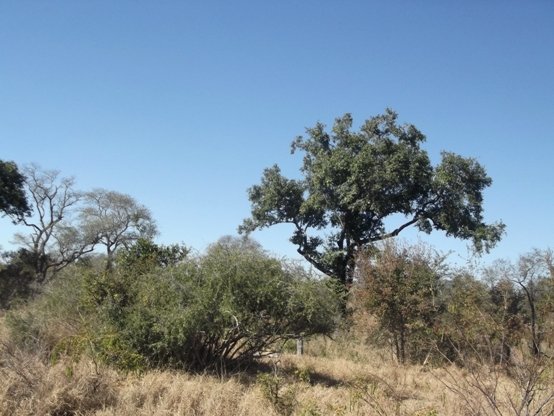 Diospyros mespiliformis, the jackal-berry
