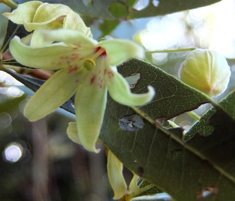 Sterculia alexandri flower and bud