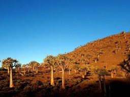 Aridity in a quiver tree forest 