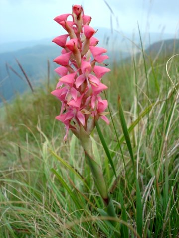 Disa clavicornis near the Long Tom Pass