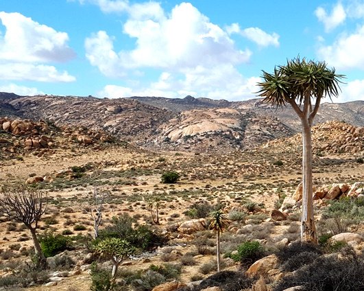 Aloidendron, rock, stones and sand