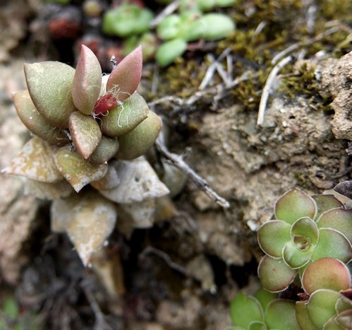 Hairstyle contrast between succulents