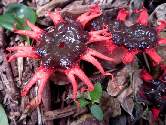 Aseroe rubra central hole or not