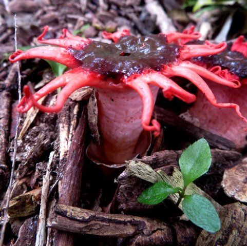 Aseroe rubra stem