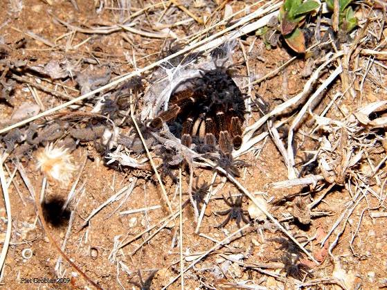 Baboon spider with kids