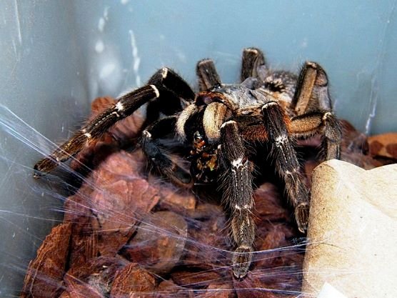 Baboon spider