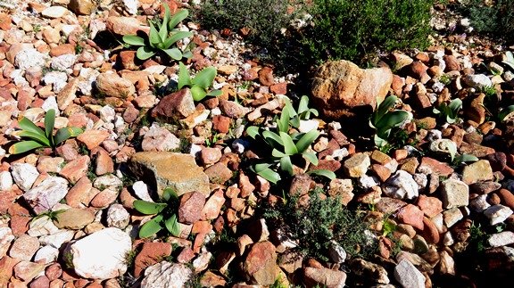 Brunsvigia bulbs under stones