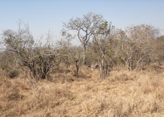 Dry grass diet