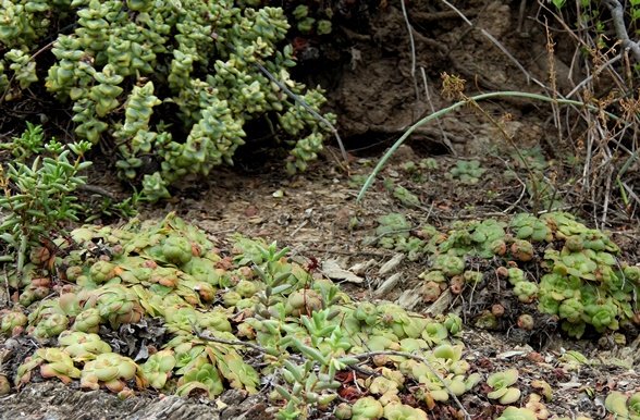 Crassula gathering
