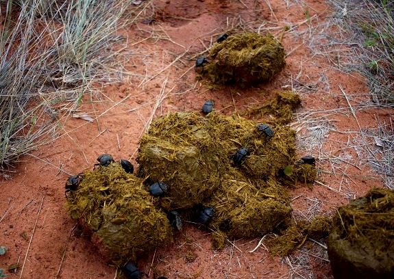 Dung beetles at work
