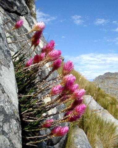 Edmondia pinifolia where it may escape fire