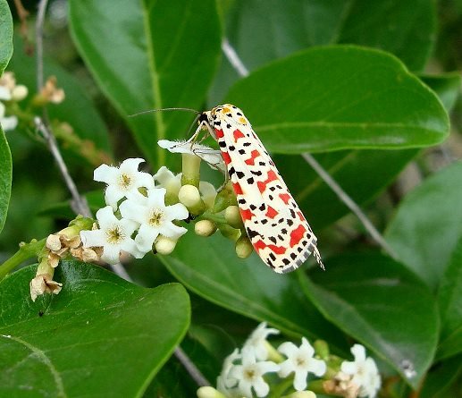 Ehretia amoena and crimson-speckled footman