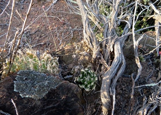 Haworthia arachnoidea under the bushes in the dust